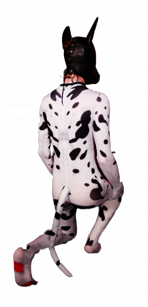 Dalmatian petsuit