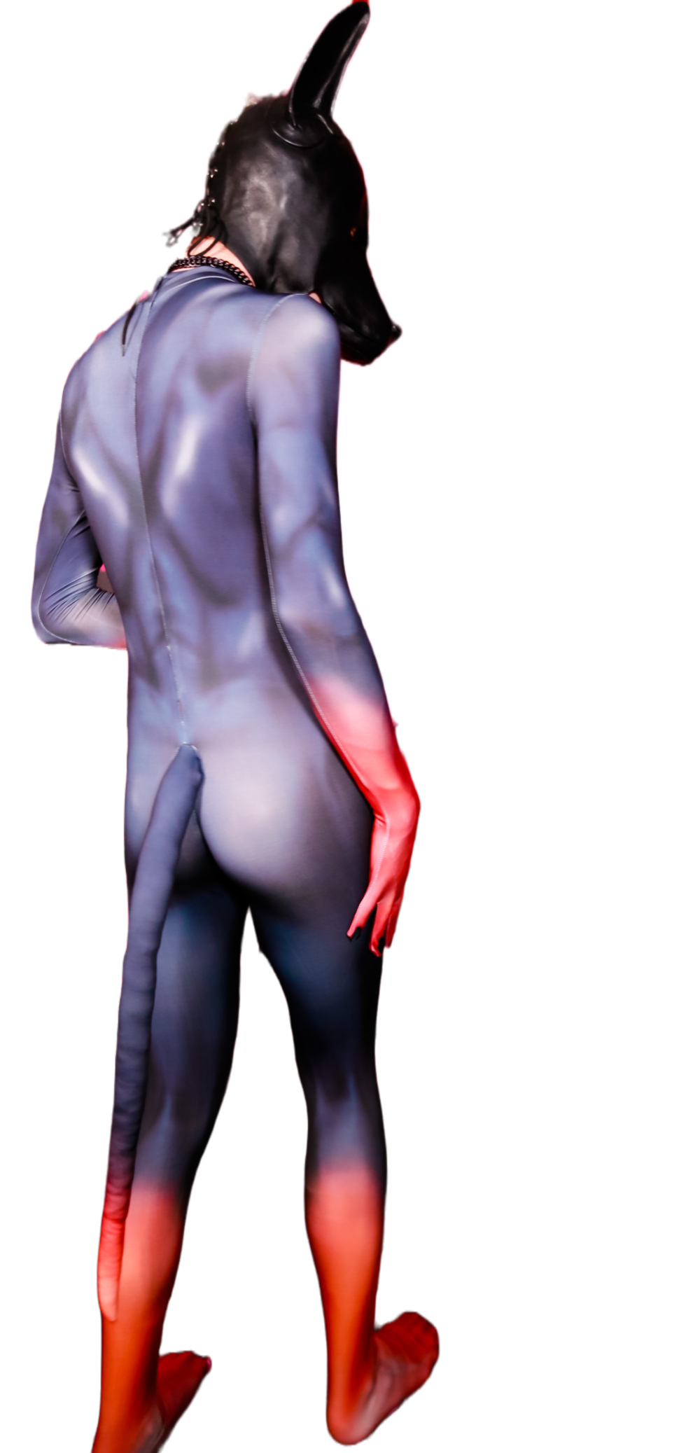 Doberman petsuit