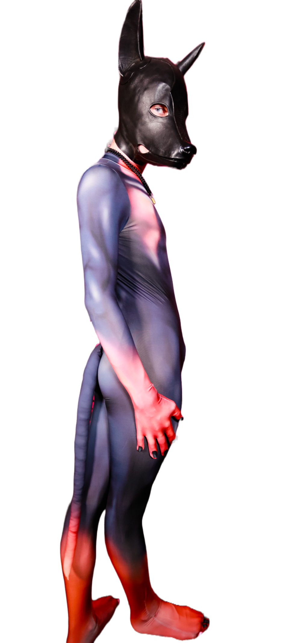 Doberman petsuit