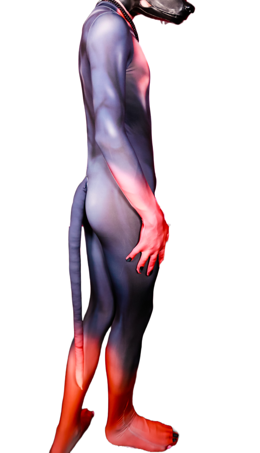 Doberman petsuit