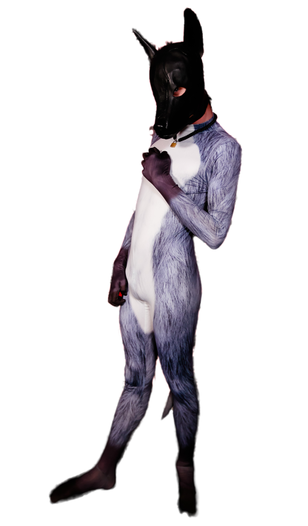 Grey Wolf petsuit
