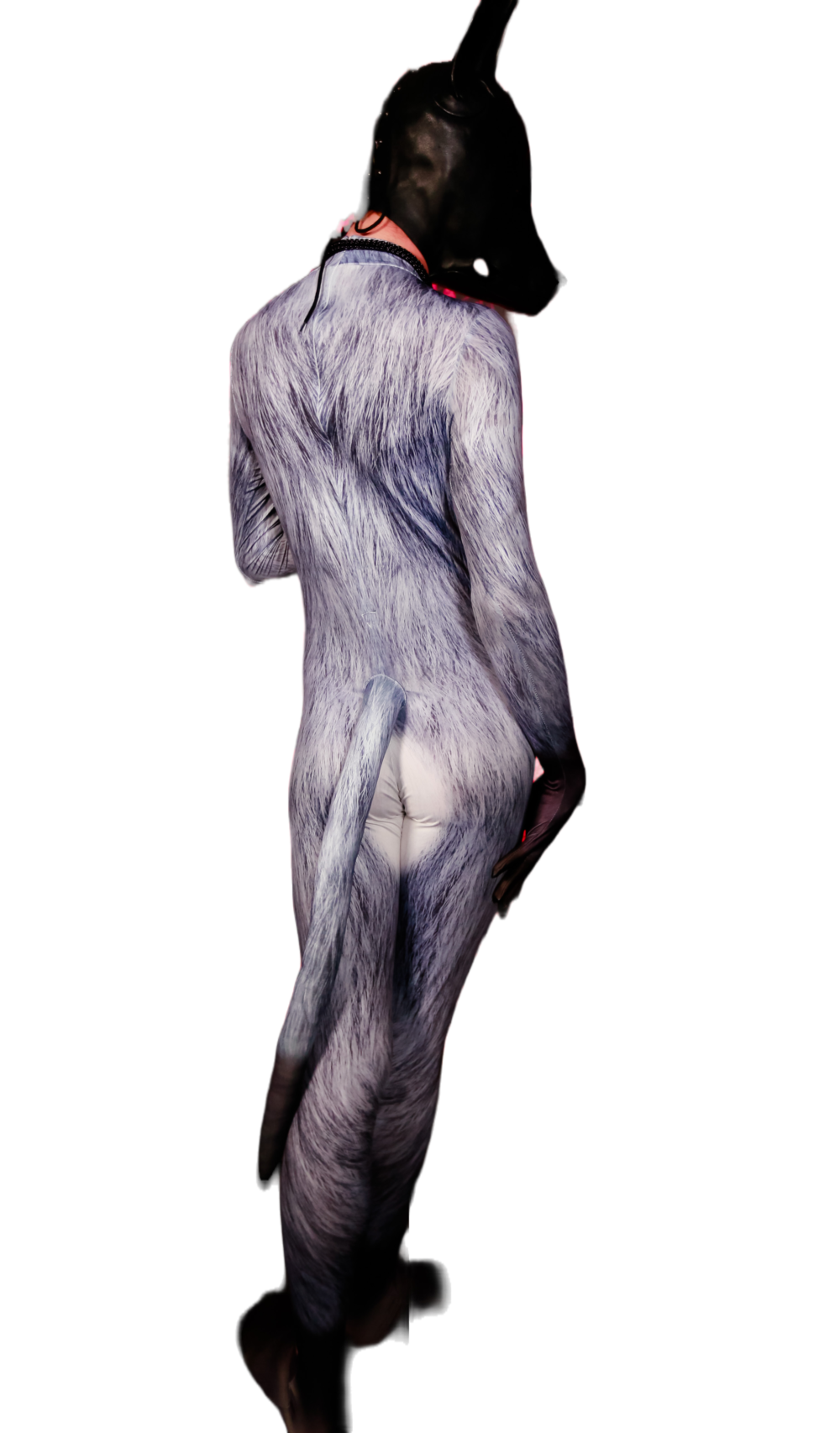 Grey Wolf petsuit